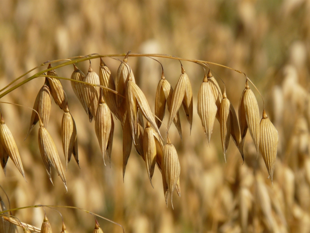Oats Seed High Quality Excellent Yielding And Protein Content Oats Seed calories-in-oatmeal-can-range-based-on-type-and-brand-see-oatmeal