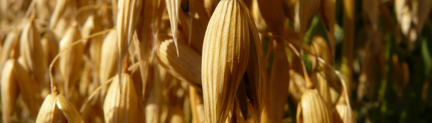 oats-8945_1920