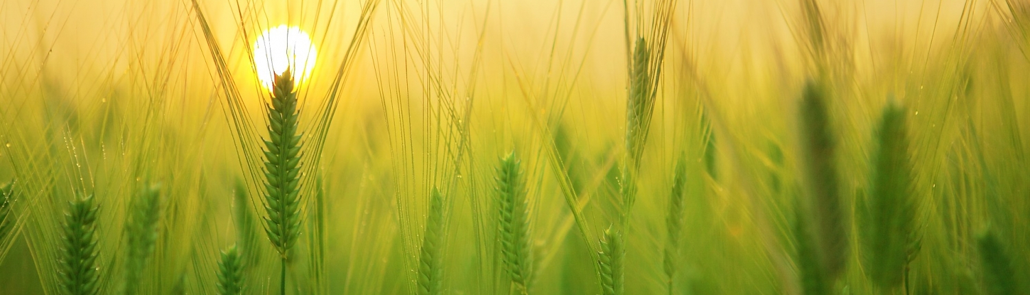 Barley Seed