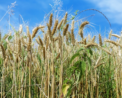 cereals-1508645_1920