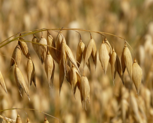 oats-8946_1920